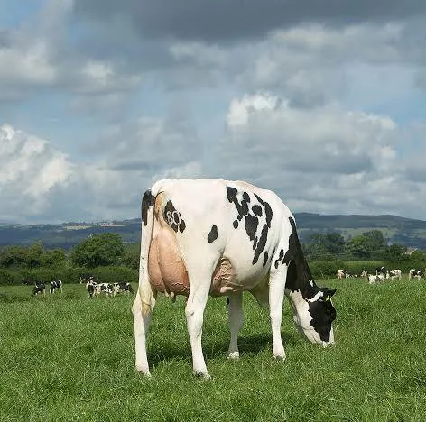 Waraza Dairy Co-operative